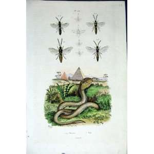  1839 H/C Natural History *401 Bees Snake