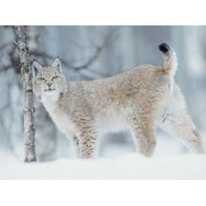  European Lynx in Birch Forest in Snow, Norway Photographic 