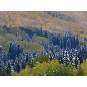 Snow on Aspen Trees in Fall, Red Mountain Pass, Ouray, Rocky Mountains 