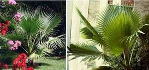 Mexican Fan Palm (Washingtonia robusta)   50+ SEEDS  