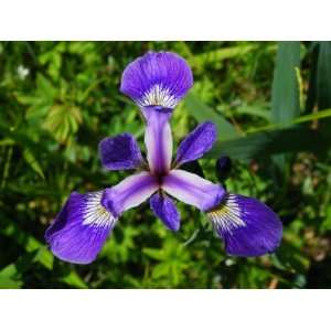  Blue Flag Iris Flower, Iris Versicolor, in the Springtime 
