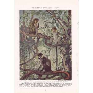   Talapoin   Cheverlange Vintage Monkey & Ape Print 