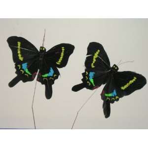  Feathered Black Swallowtail Butterfly with Yellow 4x 3 