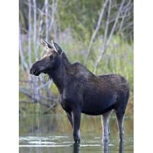  Cow Moose Pauses as it Feeds in Grand Teton National Park 