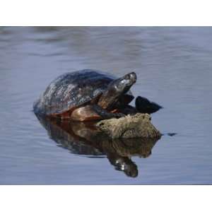  Northern Red Bellied Turtle Sunning Itself on a Submerged 