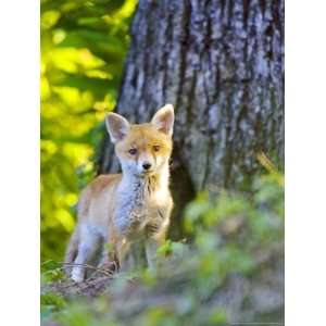  Red Fox, Fox Cub Standing Outside Den, Vaud, Switzerland 