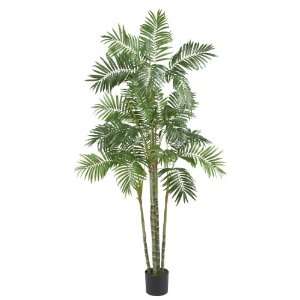  6 Areca Palm Silk Tree Patio, Lawn & Garden