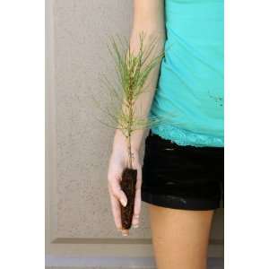  Pine / Spruce / Fir Trees   Assorted Varieties   3 to 15 