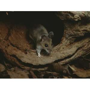 Mouse Steps out of its Woodland Home in a Hollow Log Stretched 
