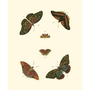 Cramer Butterfly Study II by Pieter Cramer 7x9