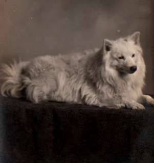 Antique photo postcard Samoyed Eskie ESkimo dog Spitz  