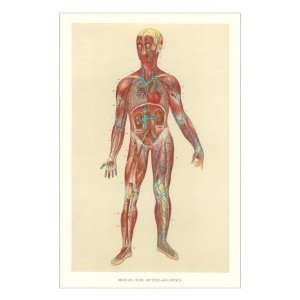  Muscles, Veins, Arteries, Nerves Giclee Poster Print 