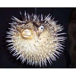 Huge Puffer Porcupine Real Blowfish Fish 