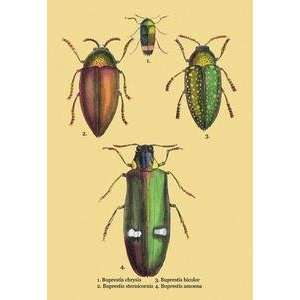 Framed Black poster printed on 20 x 30 stock. Beetles Buprestis 