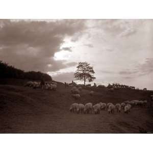  A Shepherd Surveys His Flock at the End of the Day, 1935 