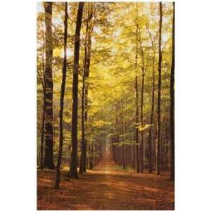  Trees   Path Through the Forest   Nature 12x18 Poster 