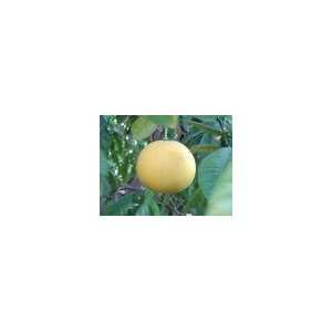  3 Seeds Citrus Grandis Pomelo decumana Citrus maxima 