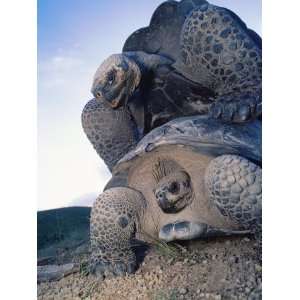  Giant Tortoise, Mating, Isabella Island, Galapagos 