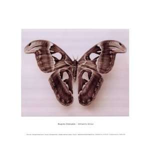  Raquel Edwards Attacus Atlas 14.00 x 11.00 Poster Print 