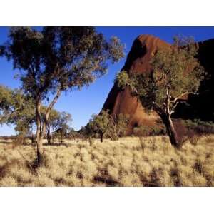 Uluru, Ayres Rock against a Clear Blue Sky and Desert Bloodwood Trees 