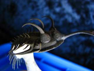 Flying Walliserops aka Trident Comura Trilobite Museum  