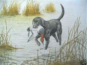 Black Lab by Dave Chapple; Limited Ed. Etching  