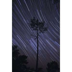 view of star trails taken in the middle of a pine forest in Fonte da 