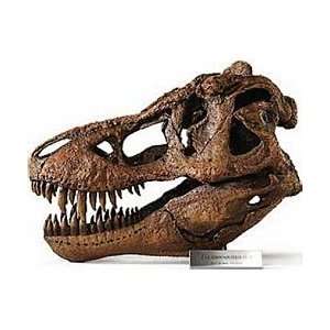 Tyrannosaurus rex Skull Model   Large  Industrial 
