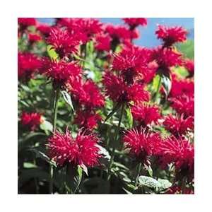  Bee Balm   Gardenview Scarlet   #1 Container Patio, Lawn 