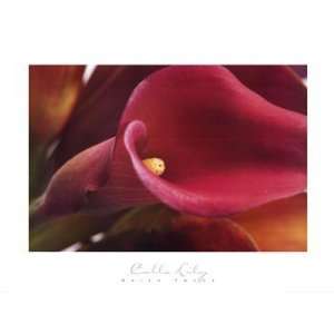  Brian Twede   Calla Lily Size 27 x 36   Poster by Brian Twede 