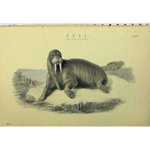  C1890 Seal Tusks Wild Animals Nature Antique Print