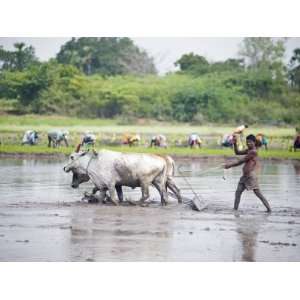  Farmer Using Cattle to Plough Rice Paddy, Rice Planters in 