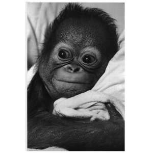  Baby Orangutan   Photography Poster   24 x 36