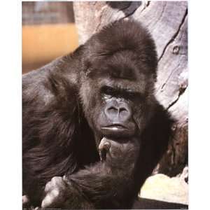  Gorilla Posing by a Tree Trunk   Photography Poster   16 x 