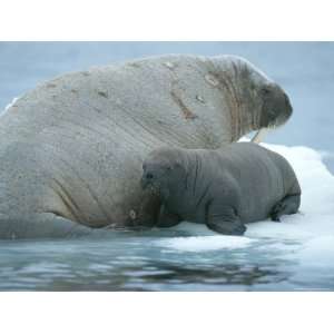 Baby Walrus, Odobenus Rosmarus, Rests Near Mom During Nursing 