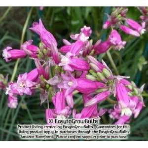   Diamond (Firecracker Flower)   10 bulbs   5+ cm Patio, Lawn & Garden