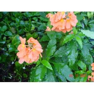  Crossandra Firecracker Plant Patio, Lawn & Garden