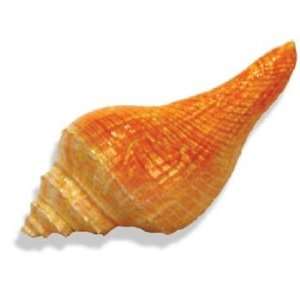  Sprial Shell   Small Size 6 x2.25 x2.5 (LxWxH)