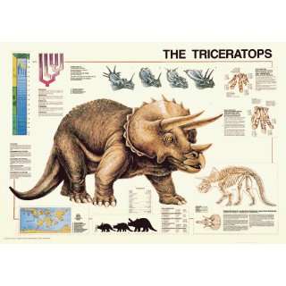  Safari 312421 The Triceratops Poster   Pack Of 3