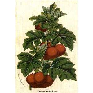  Solanum Giliatum Poster Print