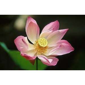  Lotus Flower, Close up   Peel and Stick Wall Decal by 