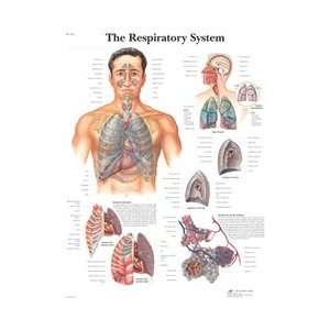 The Respiratory System   Anatomical Chart  Industrial 