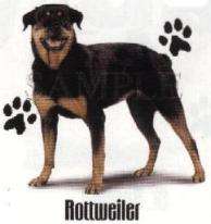ROTTWEILER DOG CARDIGAN SWEATER  