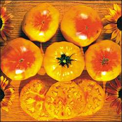 Gold Medal Tomato   20 Seeds   Extra Sweet Fruits  