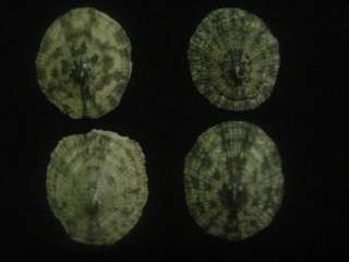 Patella species, 17   18 mm, F++/GEM  