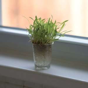  Sprout Shot Glass Plants (set of 3) Patio, Lawn & Garden