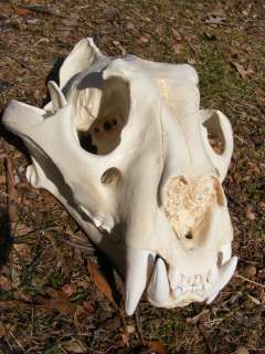 Male Bengal tiger skull cast taxidermy REPLICA  