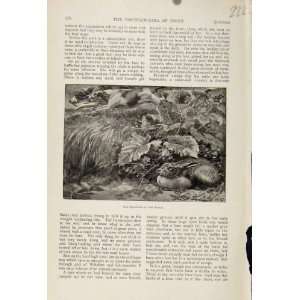  Rabbit Hiding From Hunting Dogs Antique Print C1898 Art 