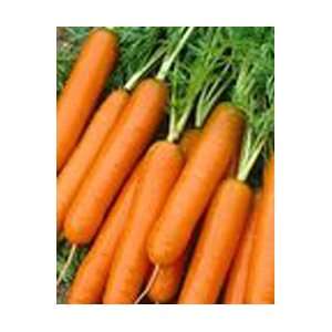  Little Finger Carrot Seed Pack Patio, Lawn & Garden