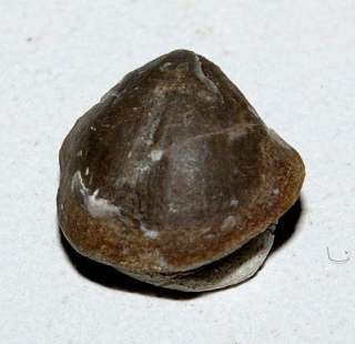 Athyris sp  Middle Frasnian Brachiopods  